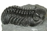 Detailed Morocops Trilobite - Ofaten, Morocco #323718-2